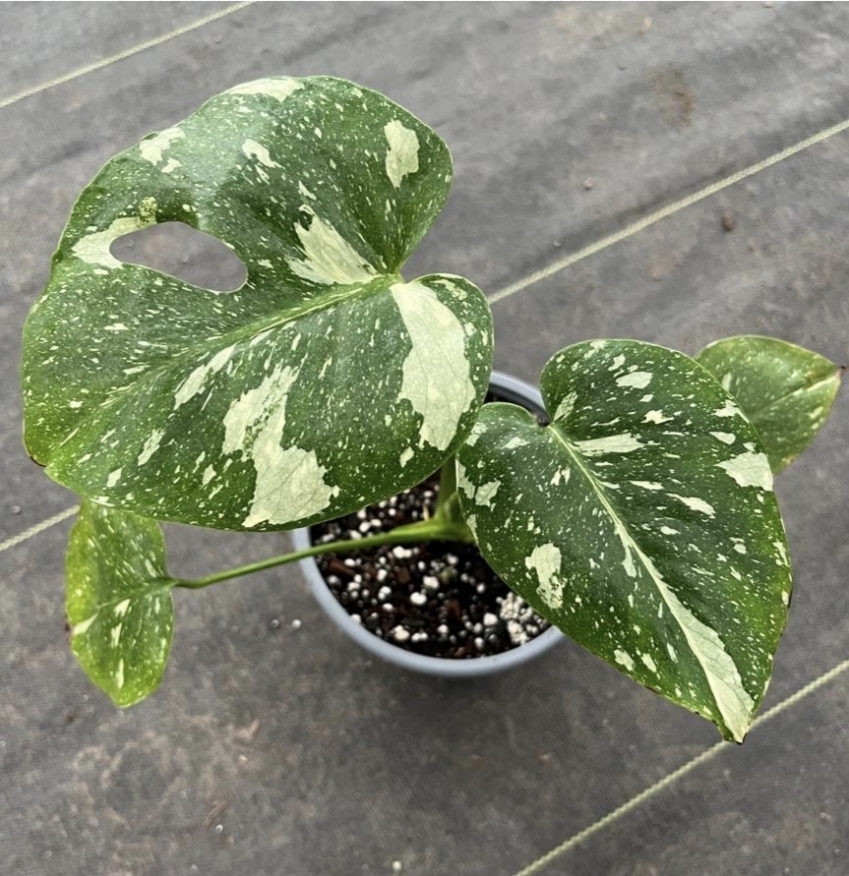 Monstera deliciosa thai constellation-M15
