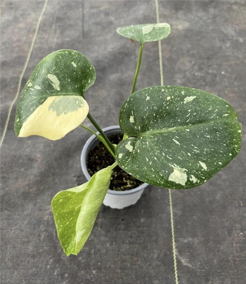 Monstera deliciosa thai constellation-M11
