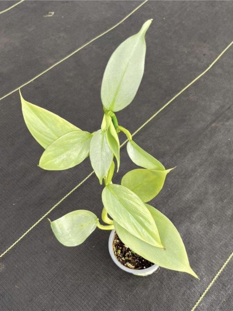Philodendron silver hastatum-M9