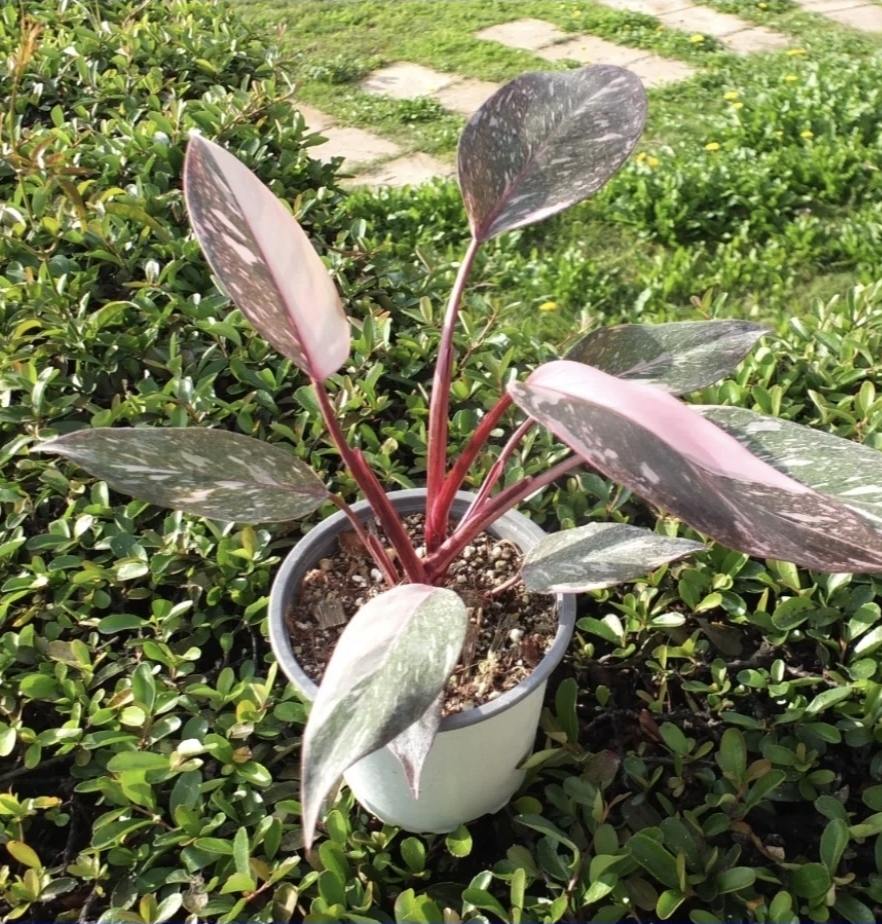 Philodendron M15 pink princess