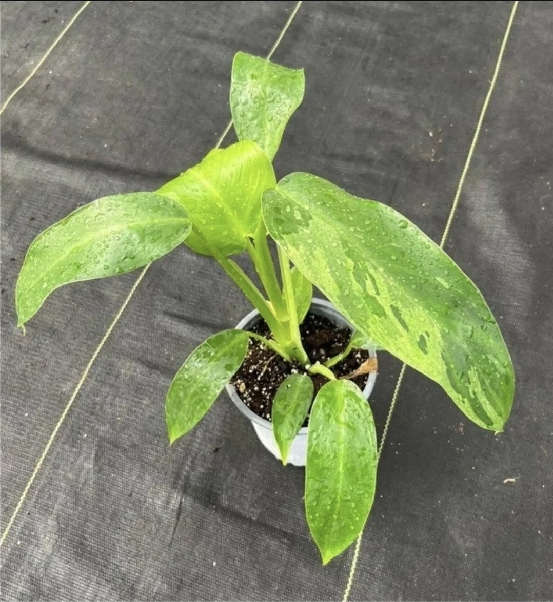 Philodendron jose buono-M13