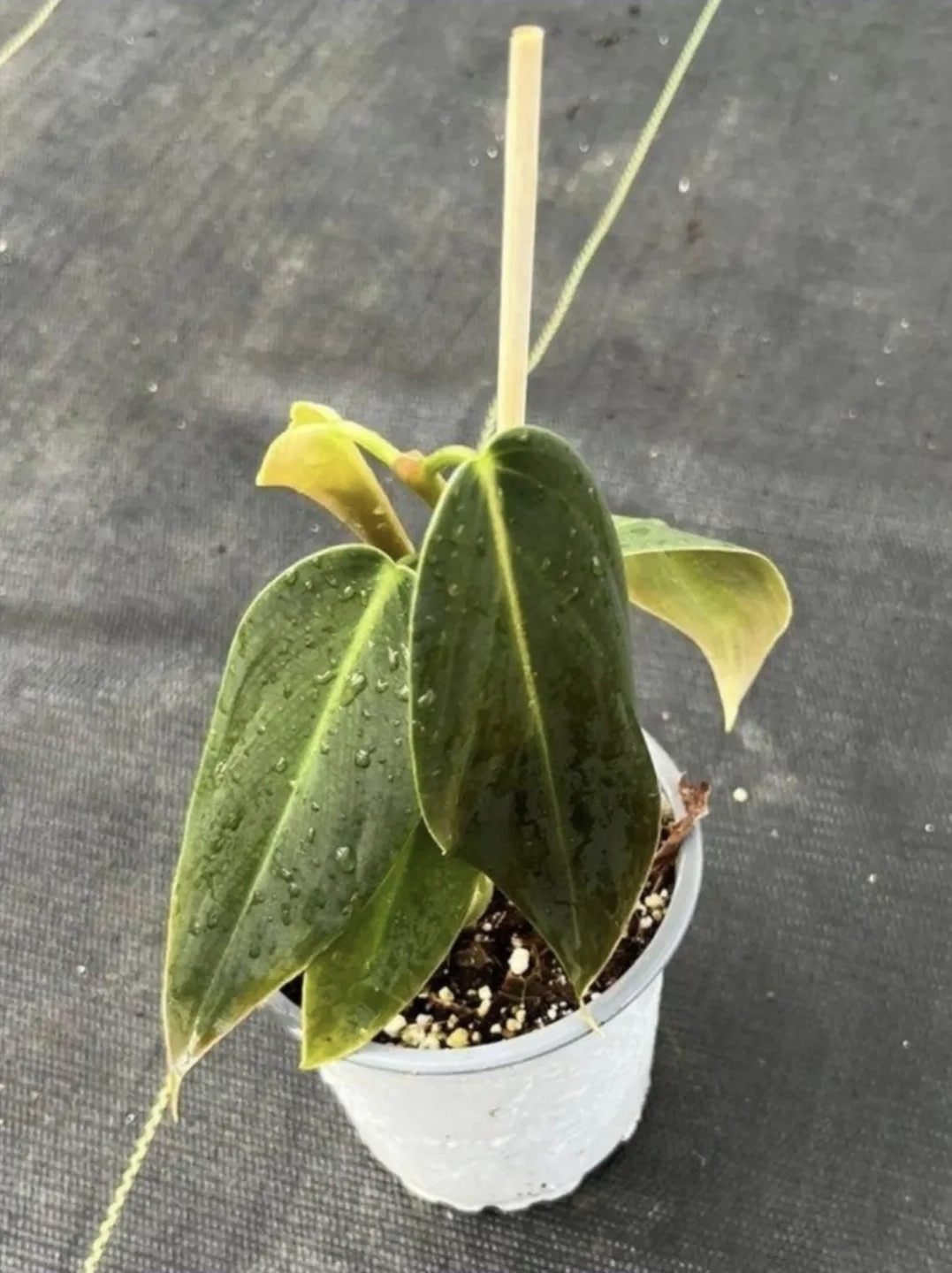 Philodendron gigas-M11