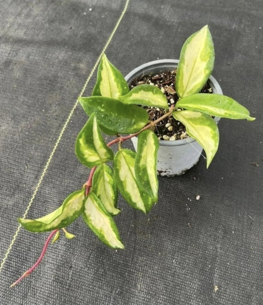 Hoya krimson princess-M11