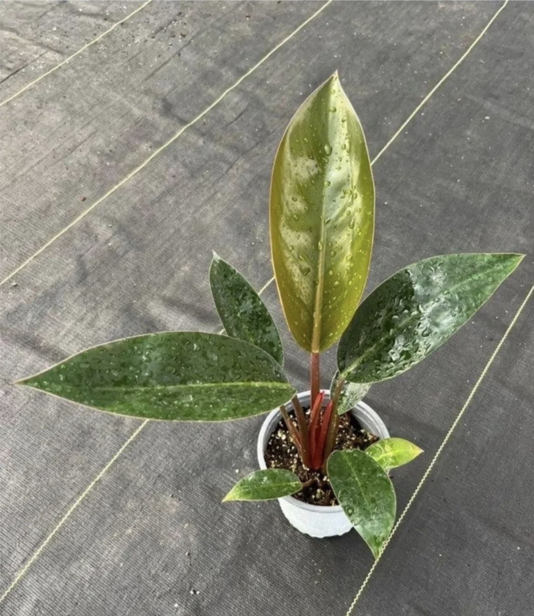Philodendron selloum rojo congo-M13