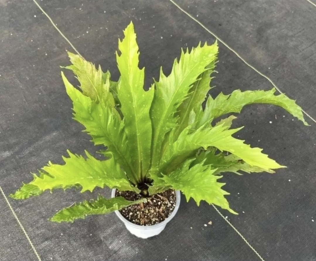 Asplenium nidus venus-M17