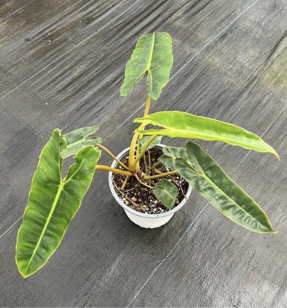 Philodendron billietiae-M15