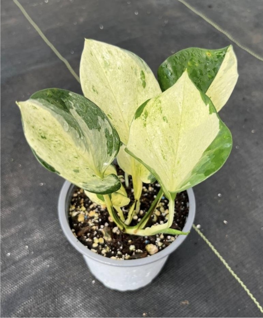 Epipremnum manjula-M11