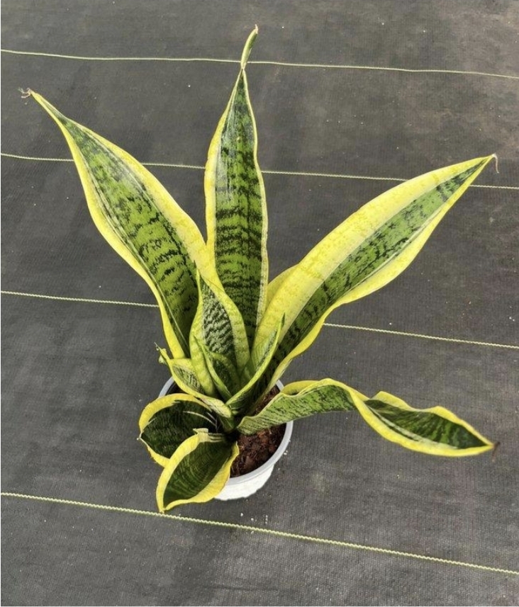 Sansevieria superba-M15