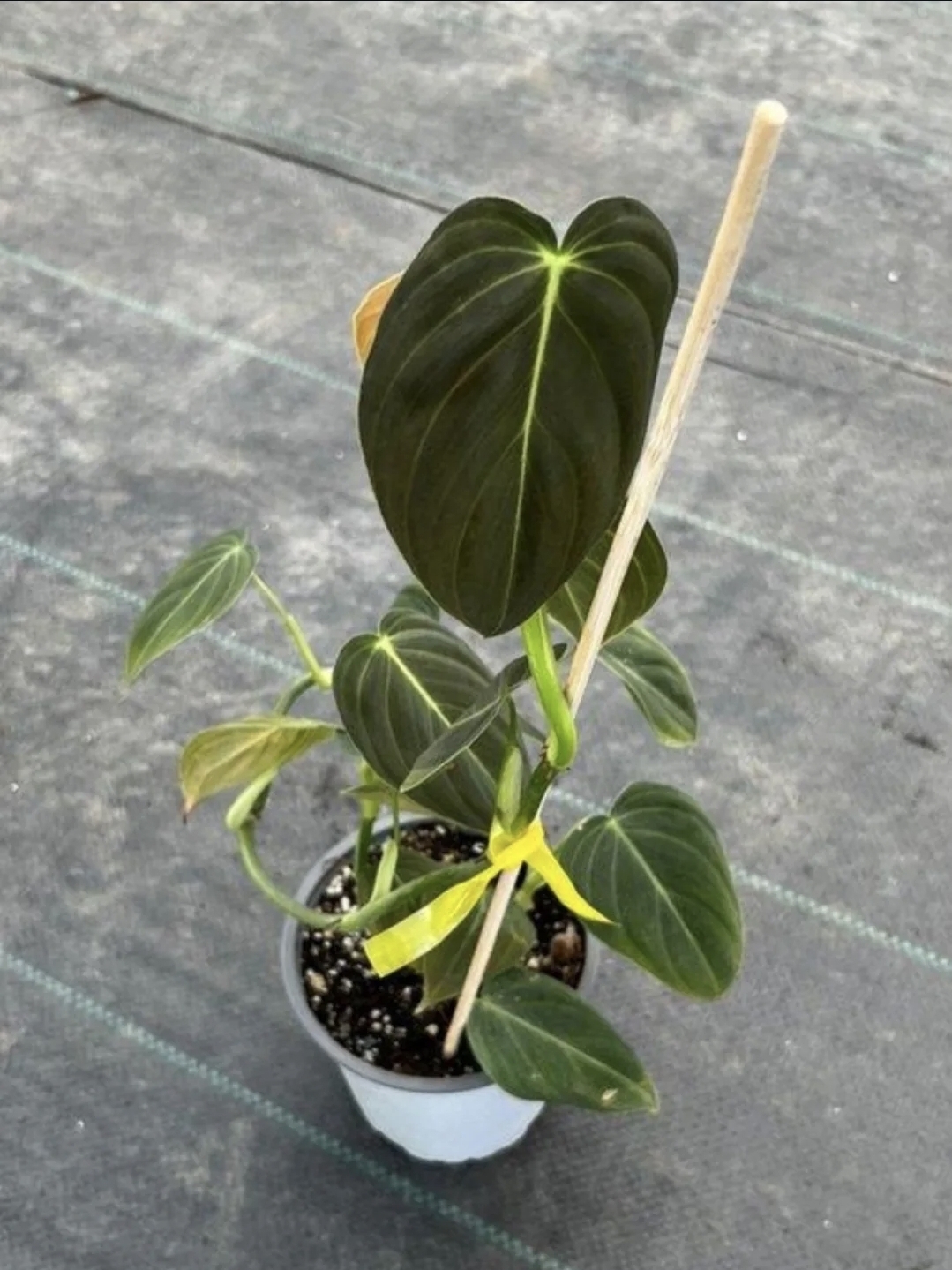 Philodendron melanochrysum-M13