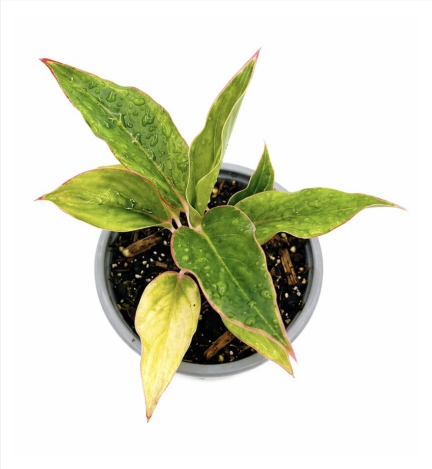 Aglaonema commutatum Sapphire-M11