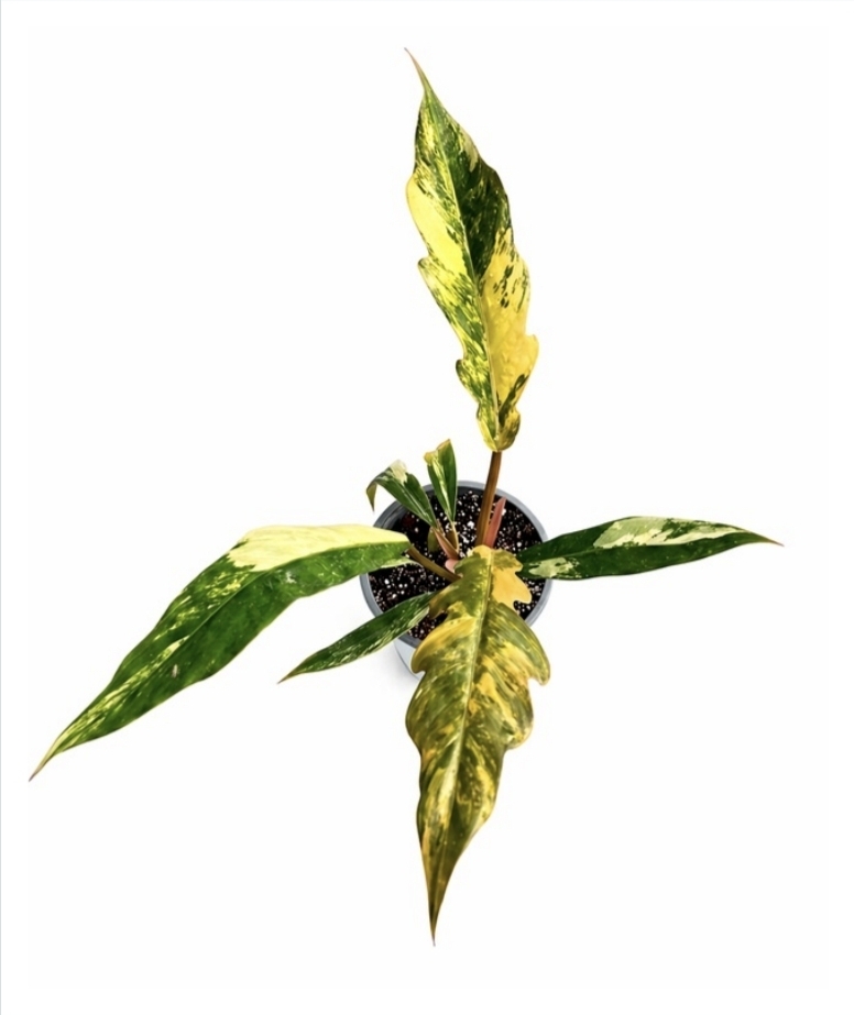 Philodendron caramel-M13