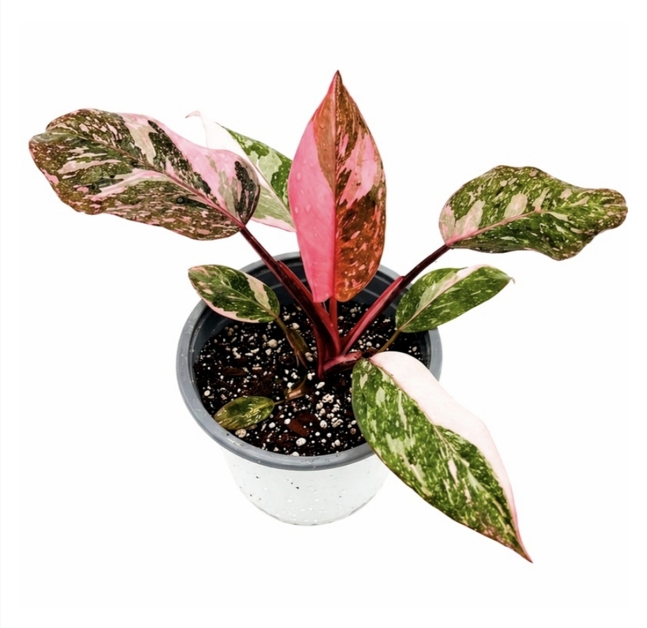 Philodendron pink princess galaxy-M15