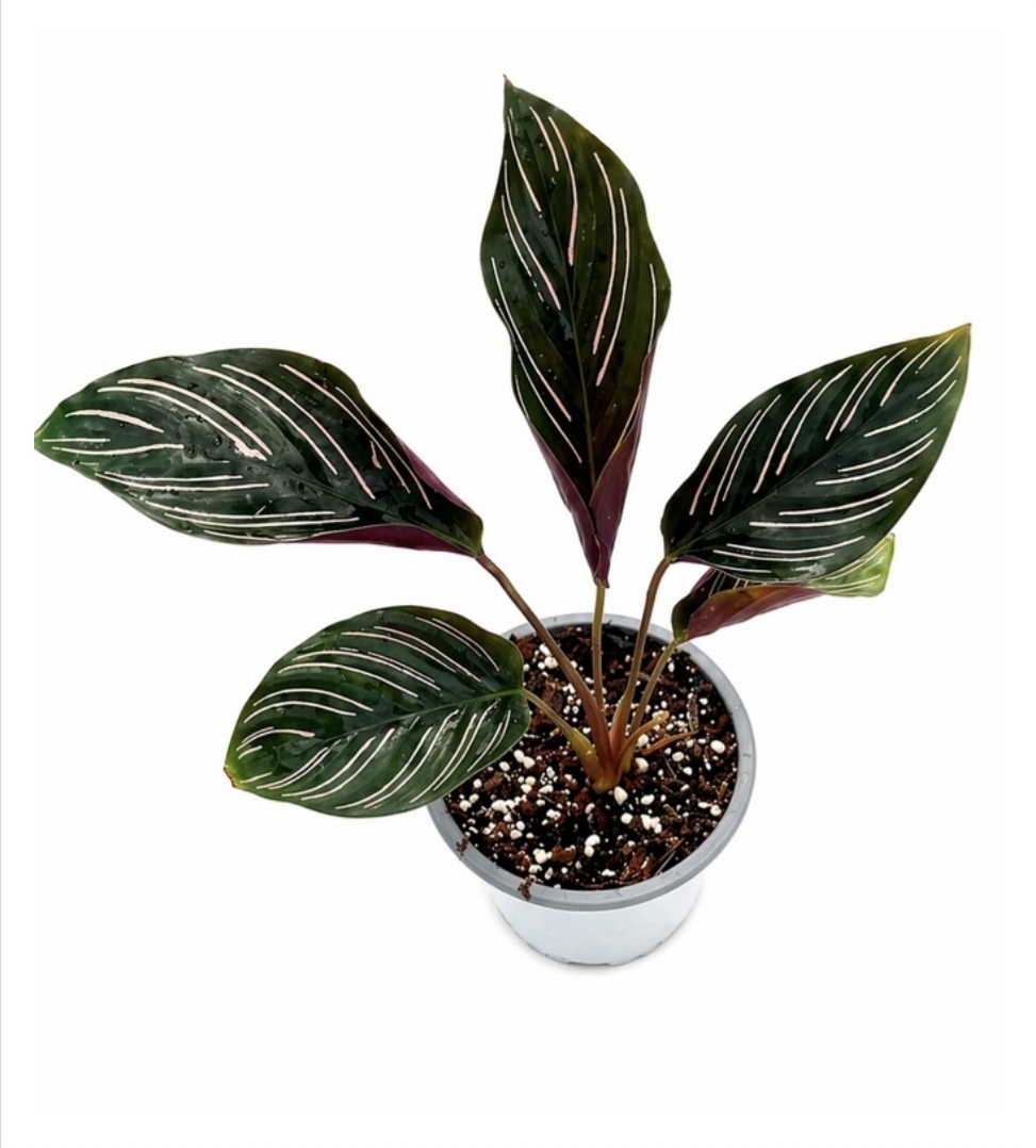Calathea ornata sanderianaM9