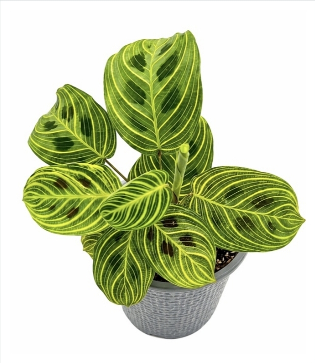 Maranta light veins-M9