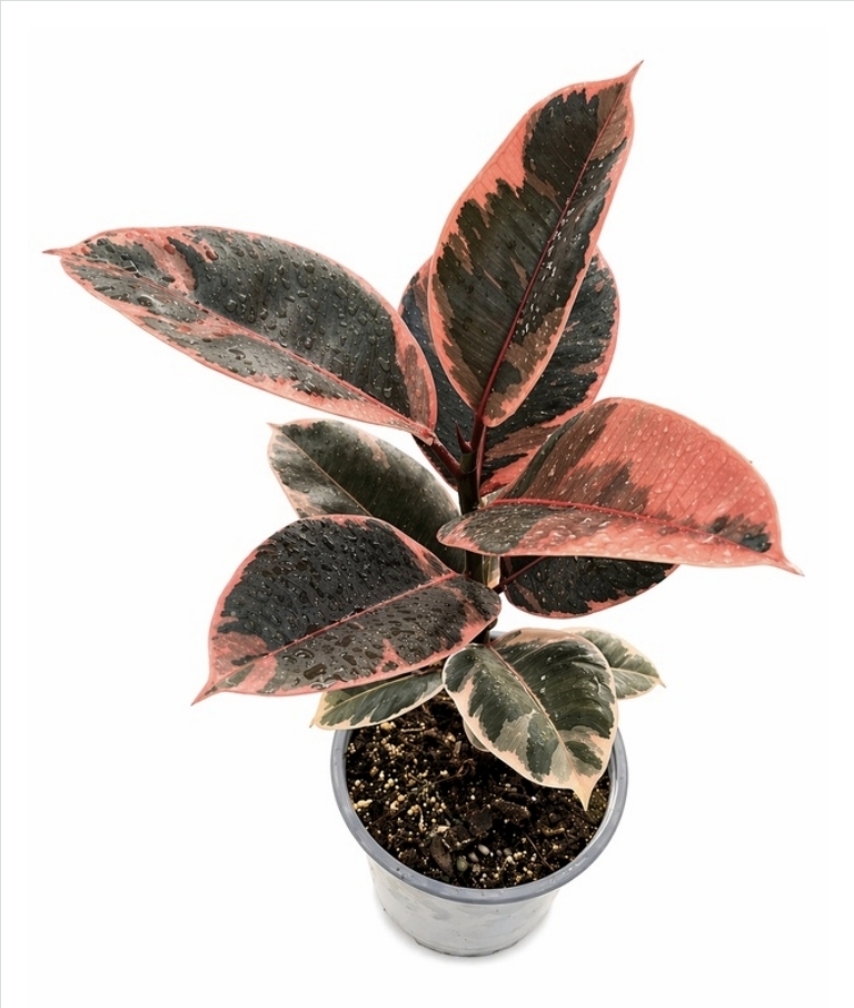 Ficus ruby-M17