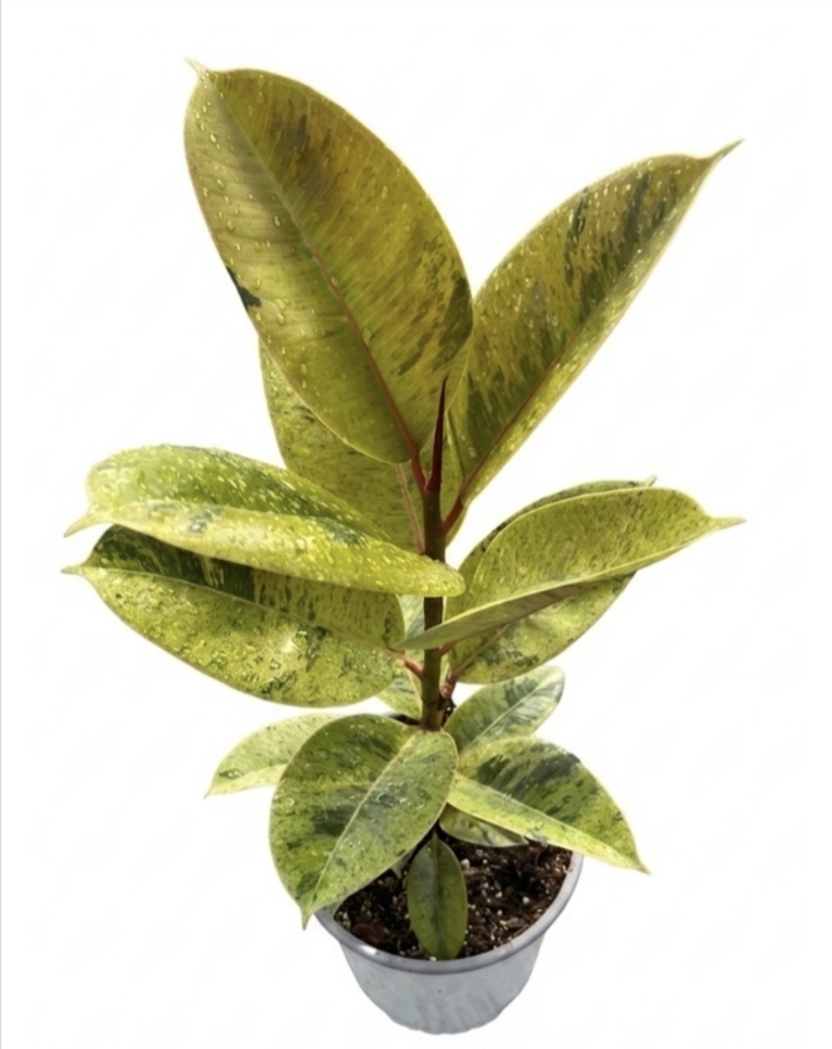 Ficus shivereana-M17