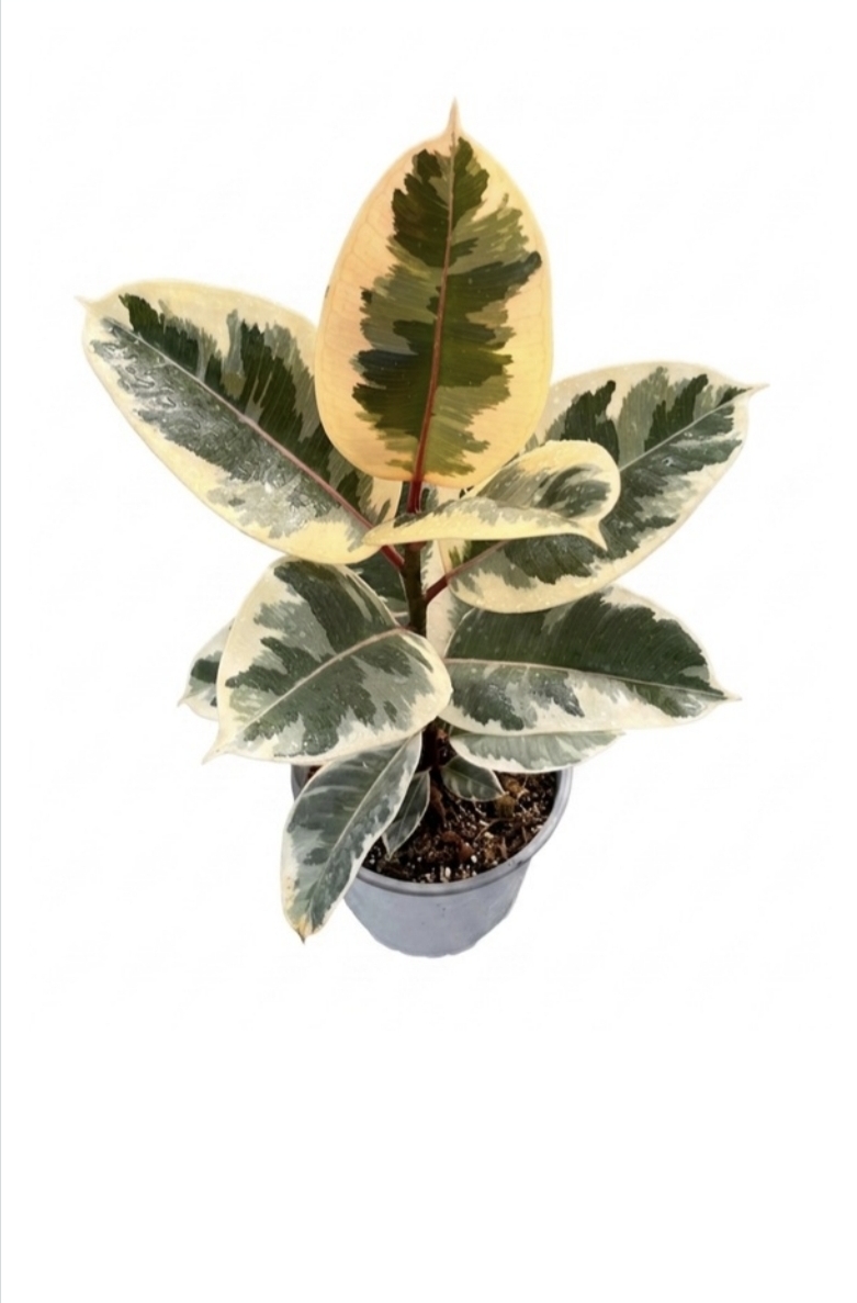 Ficus tineke-M17