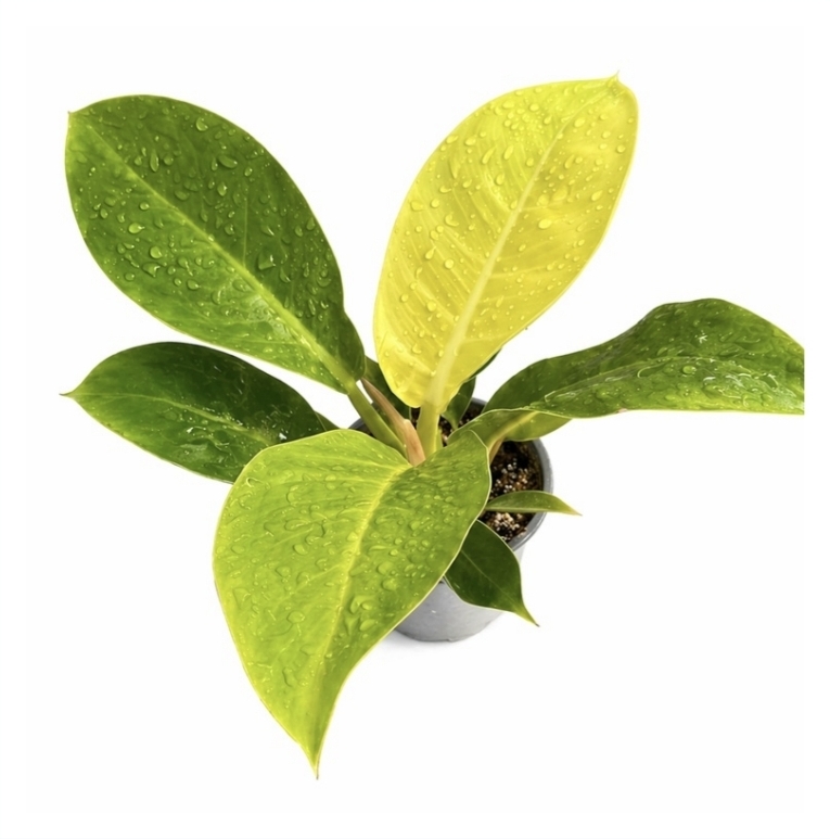Philodendron imperial golden-M13