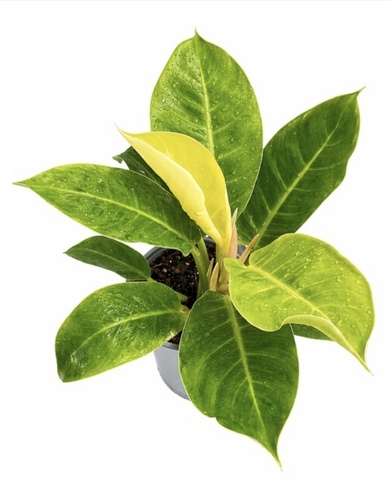 Philodendron imperial golden-M17