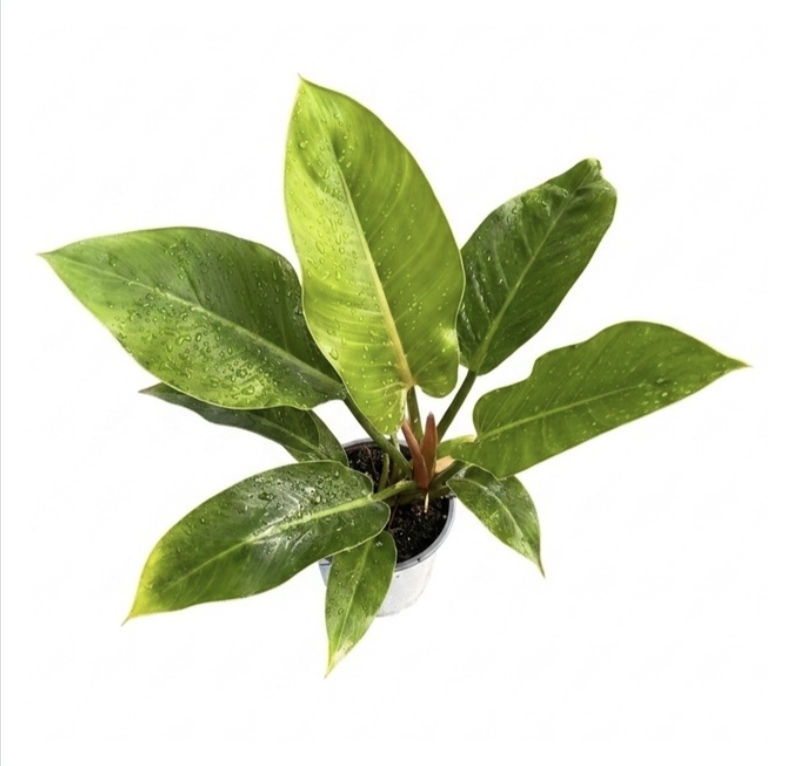 Philodendron imperial greenM15