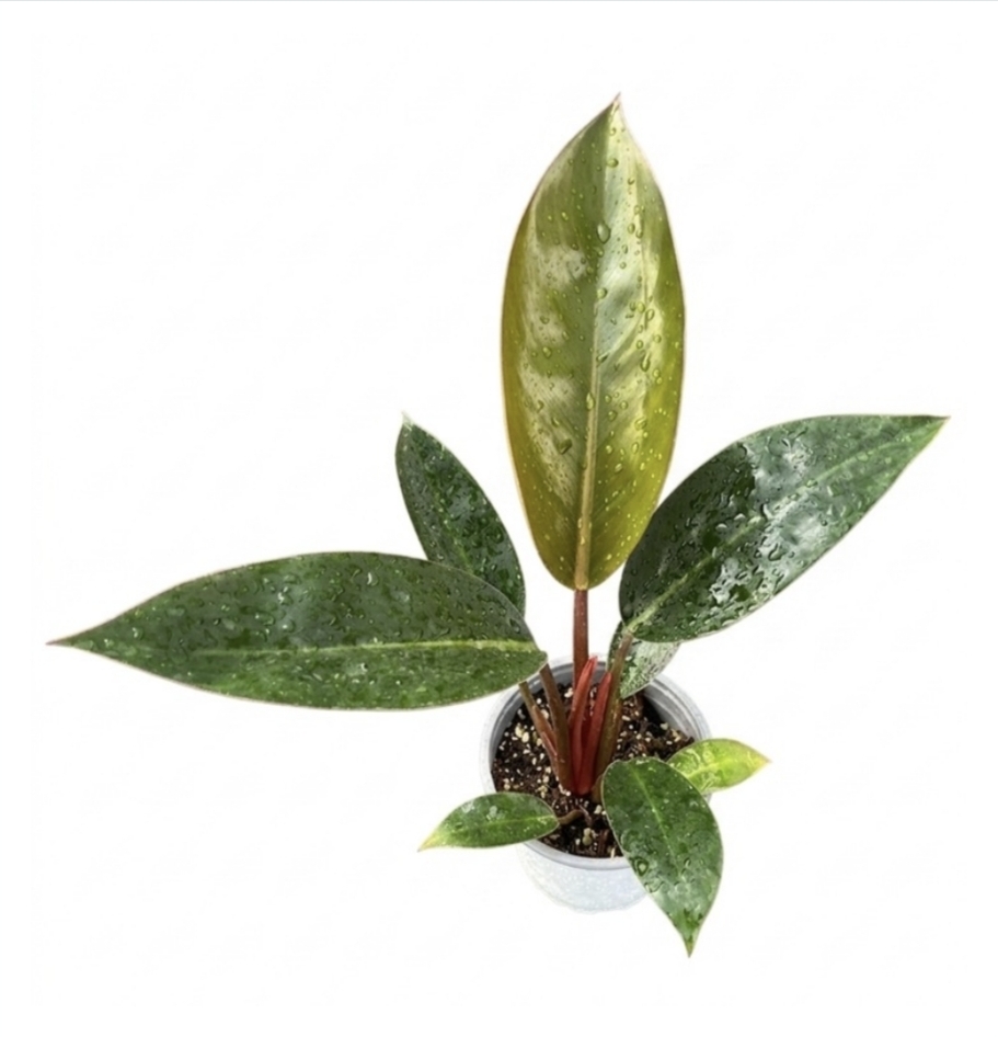 Philodendron selloum rojo congo-M13