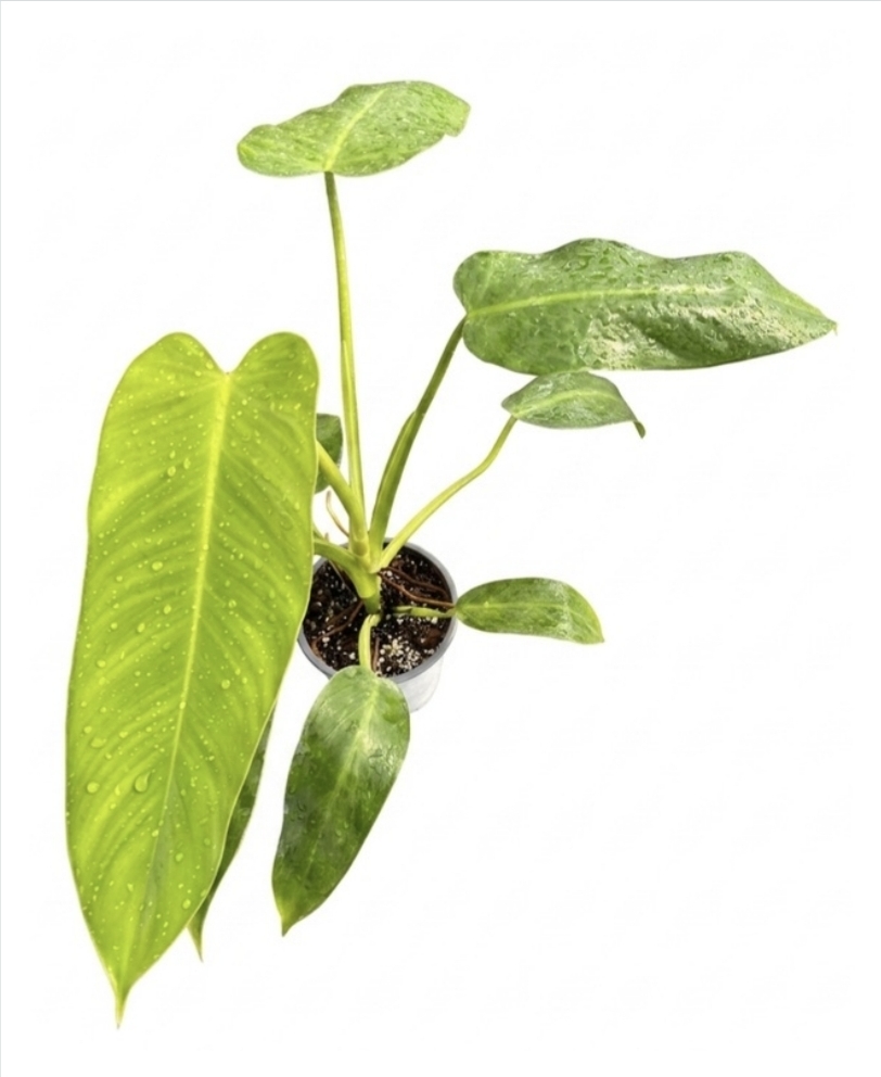 Philodendron jose buonoScndCh M15