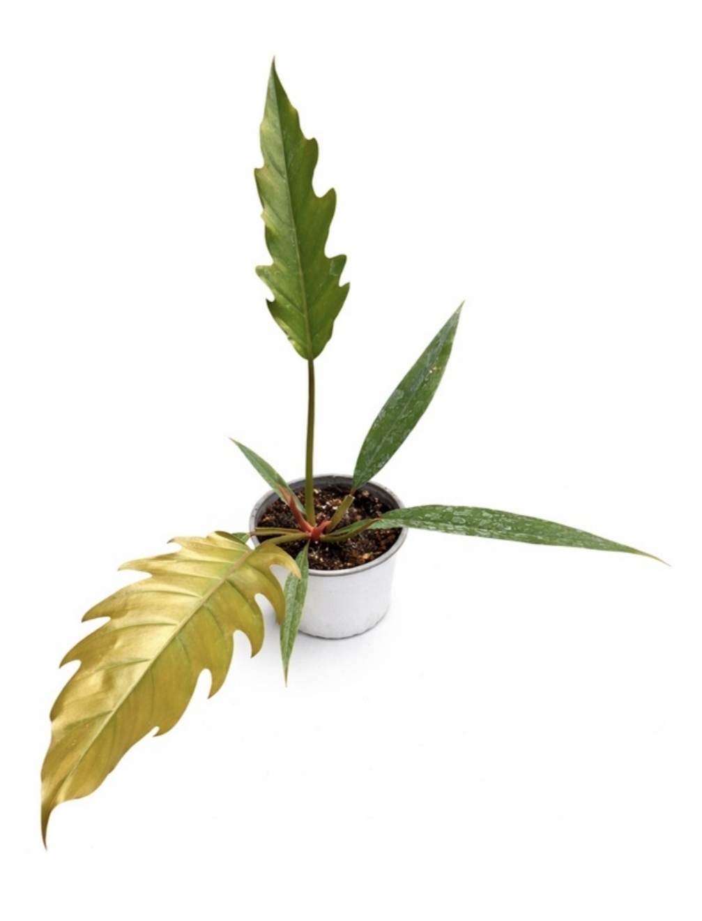 Philodendron pluto-M13