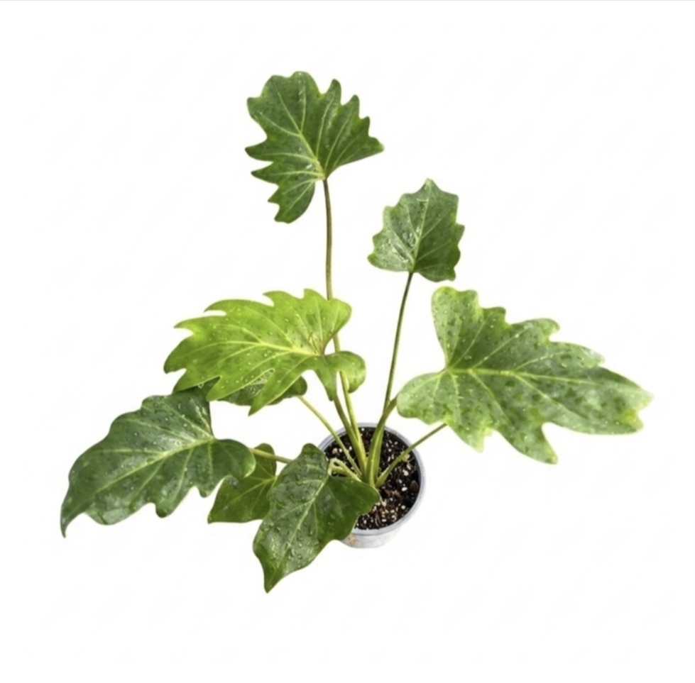 Philodendron xanadu-M13
