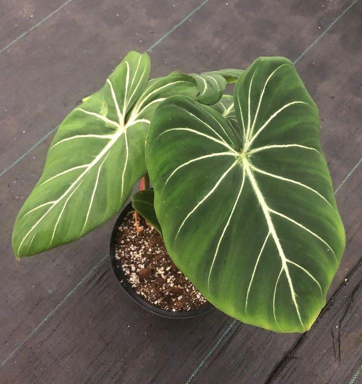Philodendron gloriosum darkform M23