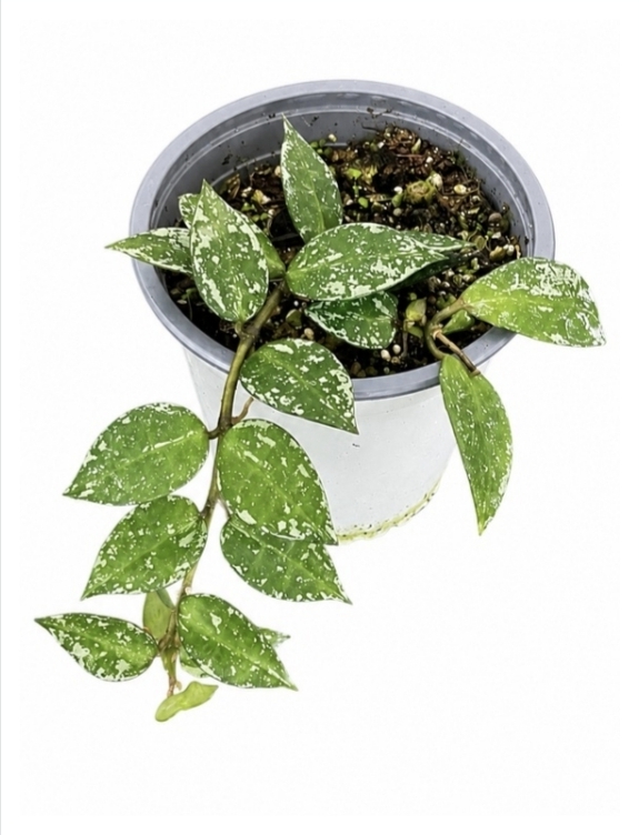 Hoya krohniana splash-M11