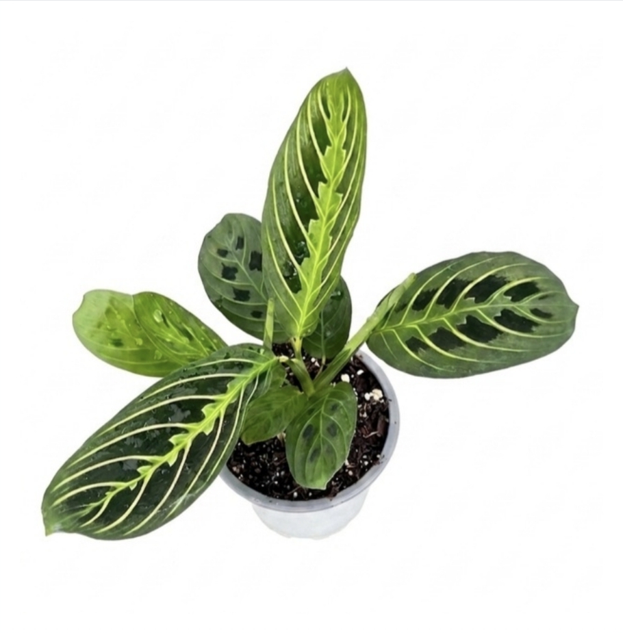 Maranta lemon lime-M9