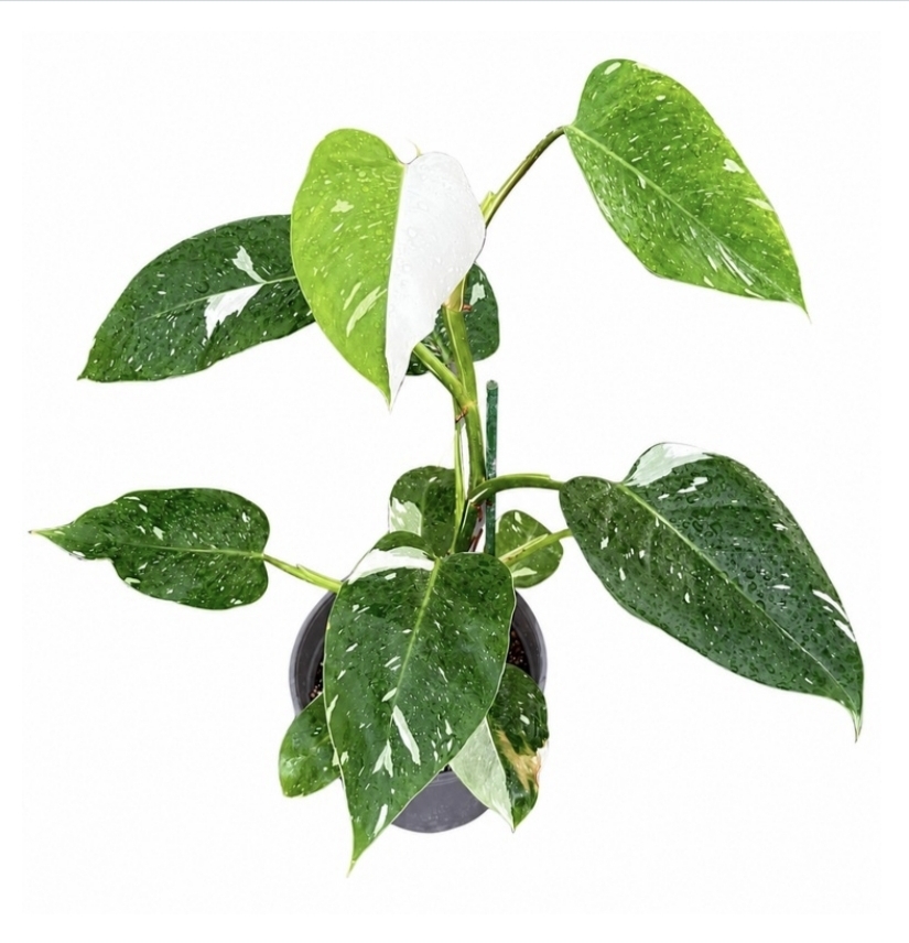 Philodendron white wizardM24