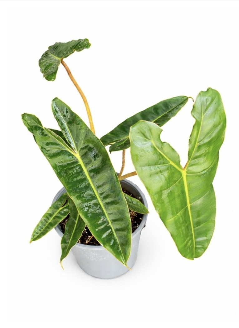 Philodendron billietiae-M24