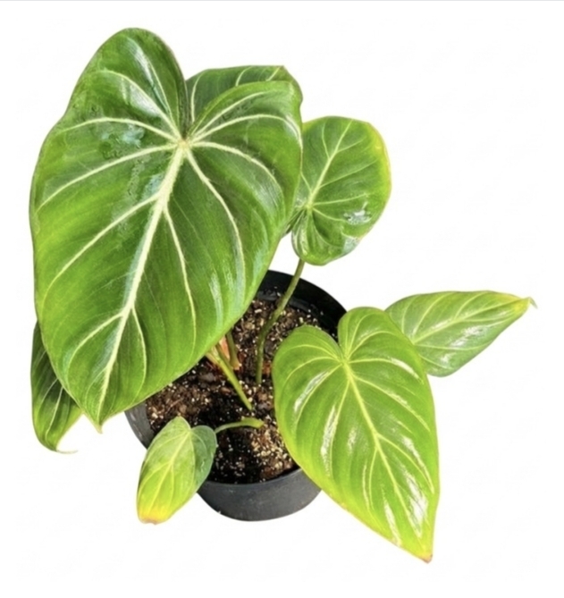 Philodendron gloriosum dark form-M23