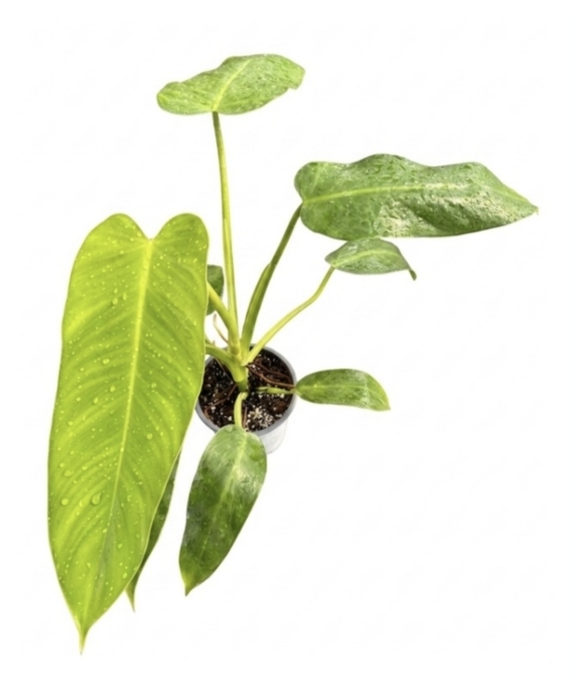 Philodendron jose buonoScndCh M13