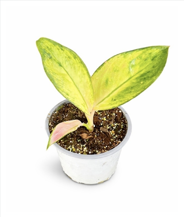 Aglaonema commutatum Spitfire-M11