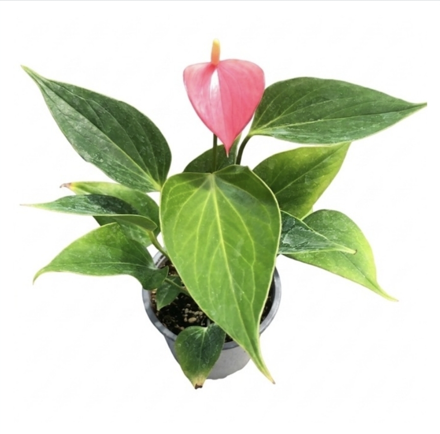 Anthurium andreanum variedades-M13