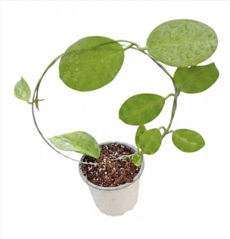 Hoya australis-M11