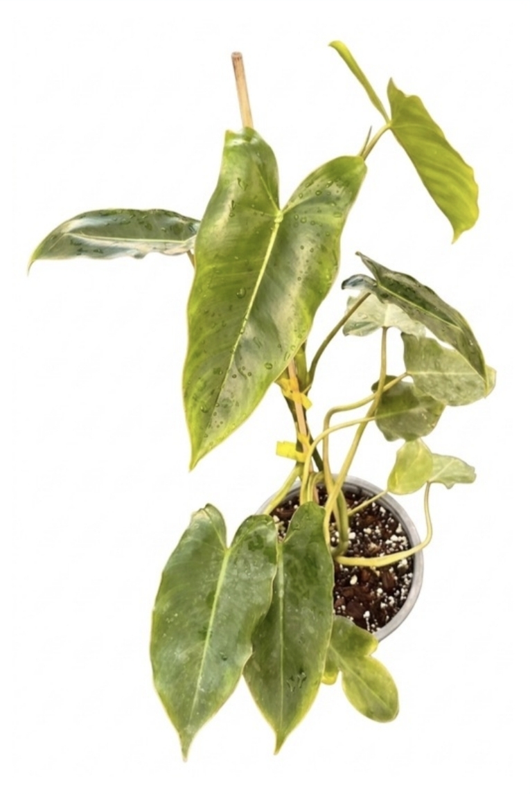 Philodendron imbe paraiso verde variegated-M15