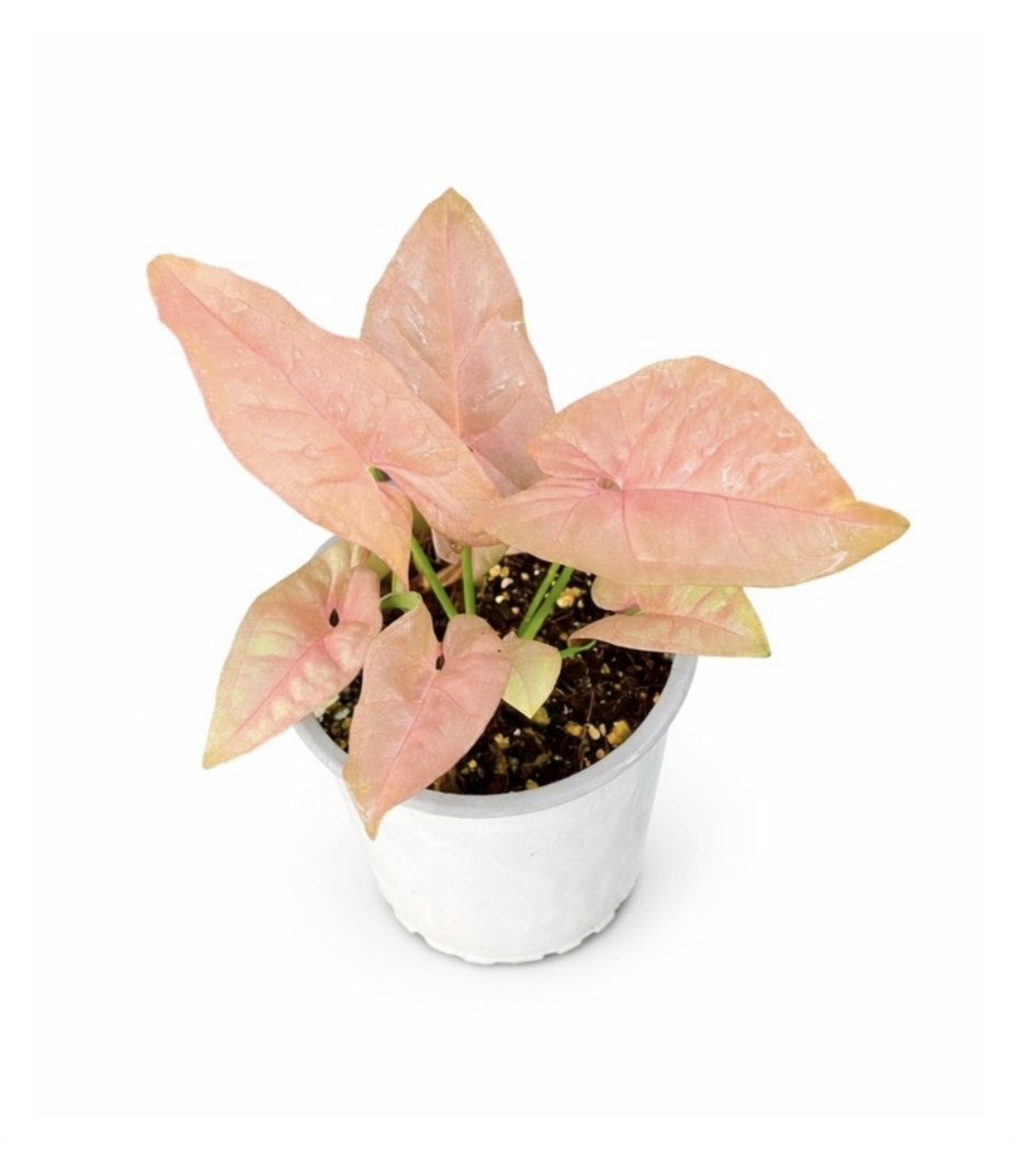 Syngonium neon-M11