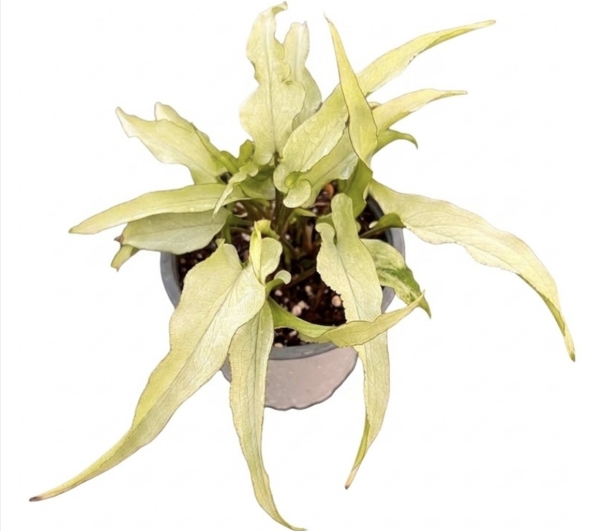 Syngonium silver fox-M11