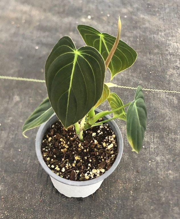 Philodendron melanochrysum M11