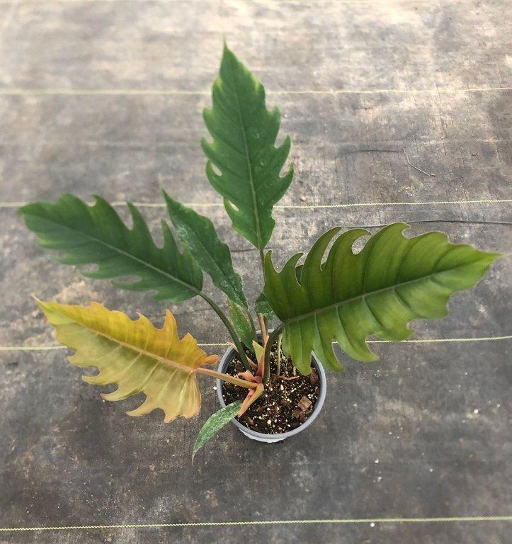 Philodendron pluto M17