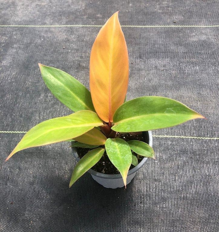 Philodendron prince of orange M11