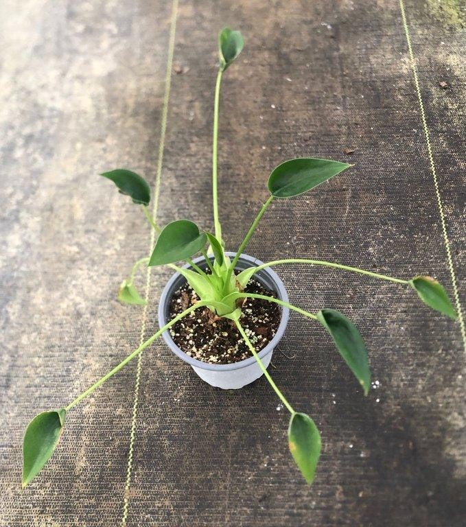 Alocasia tiny dancer M11