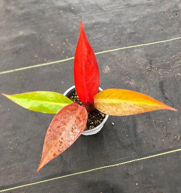 Philodendron selloum sun red M11