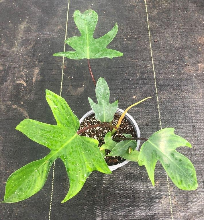 Philodendron florida M15