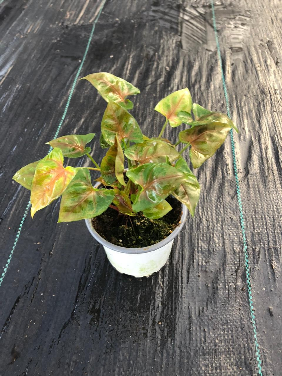 Syngonium podophyllum strawberry ice M11