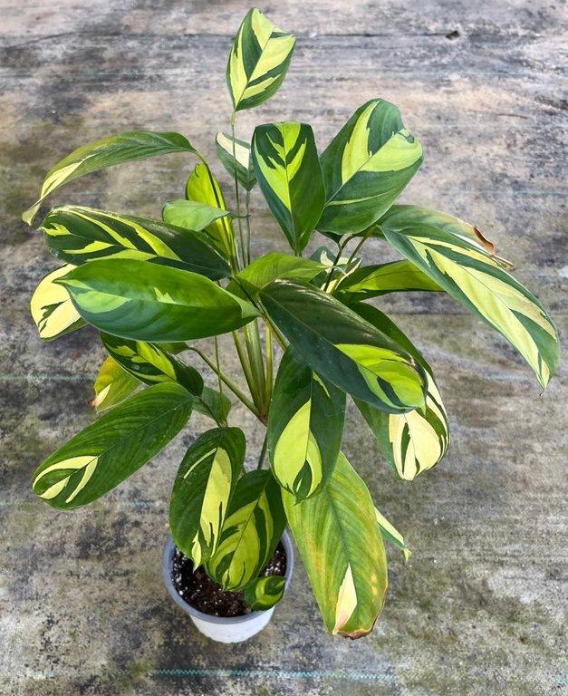 Ctenanthe golden mosaic M15